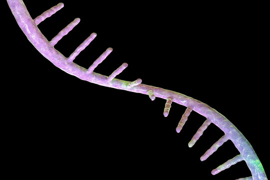 Molecule of mRNA, 3D illustration
