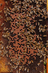 Bees and honey on wooden frame from bee hive, close up