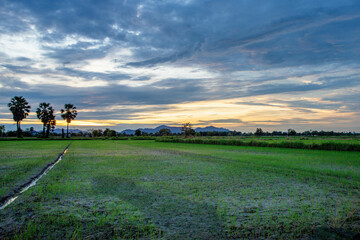 Fototapeta na wymiar wide angle view of sunset background A cloud after the rain descended in the middle of a growing rice field waiting to be harvested.