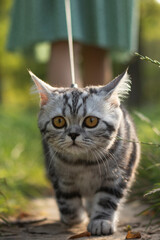 Cat being taken for a walk.