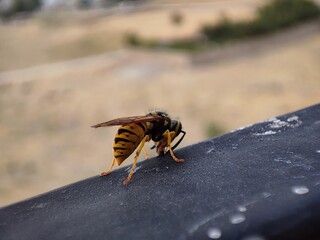 tiny bee