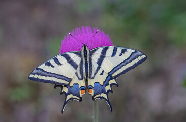 Tiger Swallowtail butterfly (Papilio alexanor) spread its wings on a lilac-colored thistle