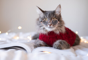 A cute cat in a red sweater is resting on the bed. A gray kitten with glasses reading a book. Concept of pets in a cozy house in cold weather. Postcard for fall or Christmas.
