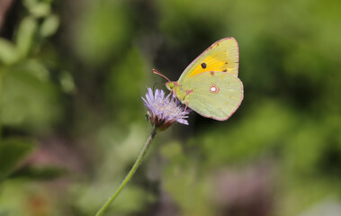 Yellow Greatness butterfly (Colias crocea) feeding on scabies flower