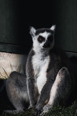 Fototapeta premium lemur