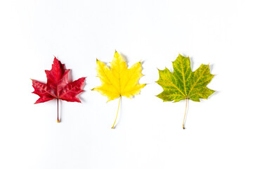 Three colorful autumn maple leaves on white background. Flat lay, copy space
