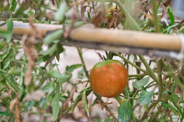 natural tomatoes on your plantation.