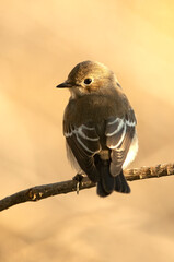 Pied flycatcher with winter plumage on a branch near a natural water point in a Mediterranean forest with the first light of dawn