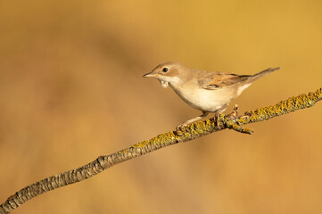 Common whitethroat on a branch of a hawthorn thicket in its territory with the first light of dawn in a Mediterranean forest