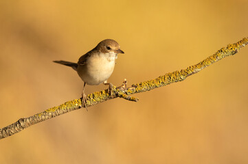 Common whitethroat on a branch of a hawthorn thicket in its territory with the first light of dawn in a Mediterranean forest
