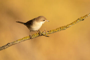 Common whitethroat on a branch of a hawthorn thicket in its territory with the first light of dawn in a Mediterranean forest