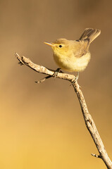 Melodious warbler on a branch near a natural lagoon with the first light of dawn in a Mediterranean forest