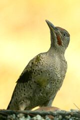 Young male of Picus viridis at a water point in a Mediterranean forest with the first light of dawn
