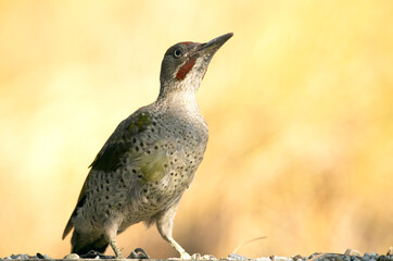 Young male of Picus viridis at a water point in a Mediterranean forest with the first light of dawn