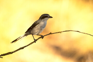 Southern grey shrike in an innkeeper of its territory with the first light of dawn in a Mediterranean forest
