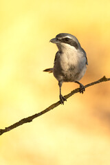 Southern grey shrike in an innkeeper of its territory with the first light of dawn in a Mediterranean forest