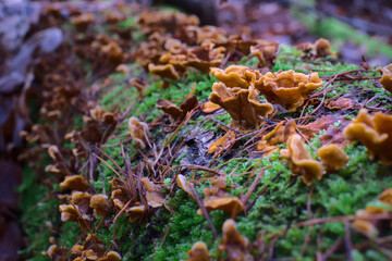 Moss and mushrooms grows on moist trees on the wood. Closeup of fungi. Beautiful close up of nature. Green forest. High quality photo. 