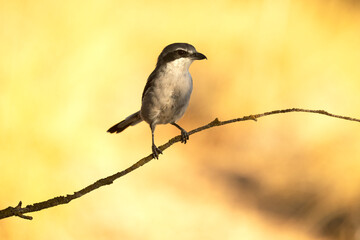 Southern grey shrike in an innkeeper of its territory with the first light of dawn in a Mediterranean forest