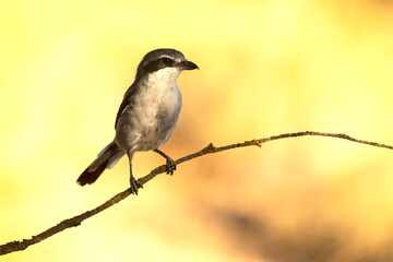 Southern grey shrike in an innkeeper of its territory with the first light of dawn in a Mediterranean forest