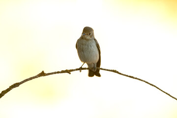 Pied flycatcher with winter plumage on a branch near a natural water point in a Mediterranean forest with the first light of dawn
