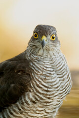 Young male Eurasian sparrow hawk, bathing in a natural water point in a Mediterranean forest with the first light of dawn