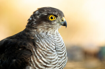 Young male Eurasian sparrowhawk at a water point in a Mediterranean forest in the last light of the day