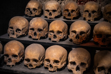 many skulls are human
