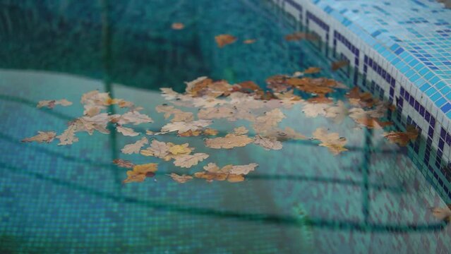 Fallen yellow leaves in a swimming pool water close-up