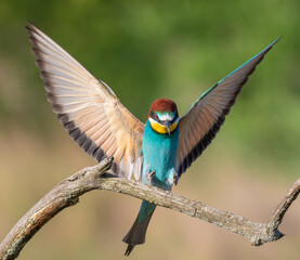 European bee-eater, Merops apiaster. A bird sits on a branch