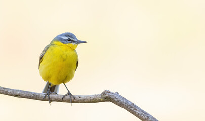 Western yellow wagtail, Motacilla flava. A bird sits on a branch on a beautiful golden background