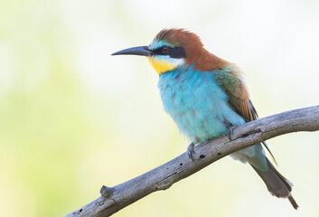 European bee-eater, Merops apiaster. Close-up of the bird against a beautiful blurred background
