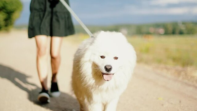4k video unrecognizable woman in black dress jogging with dog in beautiful nature landscape. Adult female training outdoor with samoyed dog.