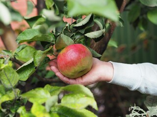 The hands of an elderly woman hold and demonstrate a large apple on an apple tree in an autumn garden. Autumn landscape.