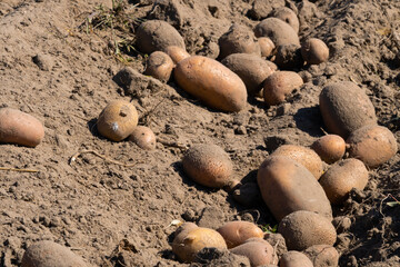 Organic potato harvest in the fields.