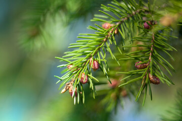 The Branches Of Spruce. Fir branch background.