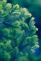 The Branches Of Spruce. Fir branch background.