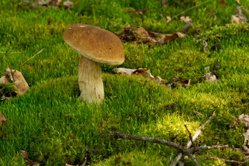 Bay Bolete (Boletus badius). A mushroom grows in the forest. Edible porous boletus mushroom. Boletus boletus in close-up sunlight. Natural wild forest mushrooms