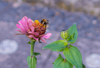 Biene sucht Blütennektar