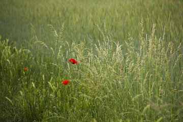 Few poppies at the edge of a green rye field