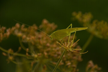 Great green bush cricket on cropped dill blossom