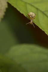 Baby snail is looking down the edge of a cherry leaf