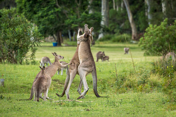 Two male kangaroos fighting for dominance.  A female kangaroo tries to intervene - 532140107