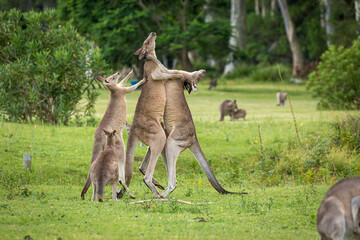 Female kangaroo tries to break up two males fighting for dominance