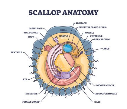 Scallop anatomy with marine bivalve mollusk inner structure outline diagram. Labeled educational scheme with seafood or underwater species internal biological organ description vector illustration.