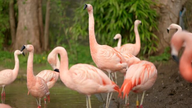 Bright pink Chilean flamingos (Phoenicopterus chilensis) look around, stretching and preening themselves. Edinburgh Zoo, Scotland.