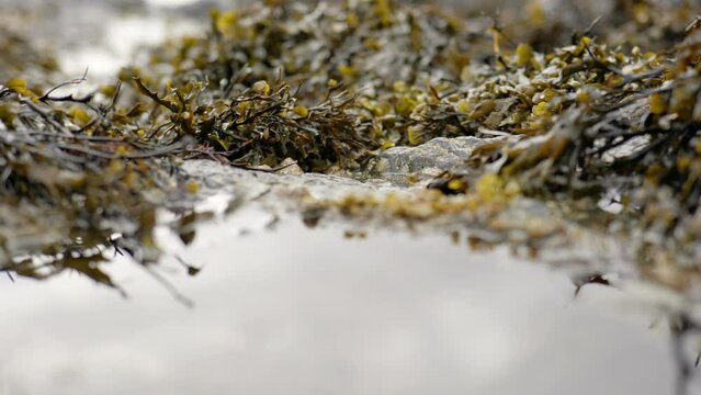 An rolling tide slowly moves towards a seaweed covered rockpool in the foreground on the coast of Scotland.