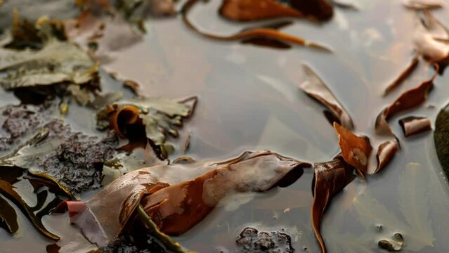 Slow panning shot with a shallow depth of field of orange seaweed sitting in a still, reflective rock pool. Ardnamurchan, Scotland.