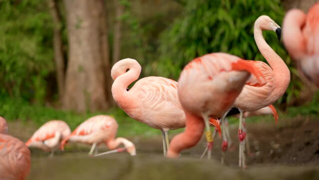 Bright pink Chilean flamingos (Phoenicopterus chilensis) preen their feathers  and walk around in the background. Edinburgh Zoo, Scotland.