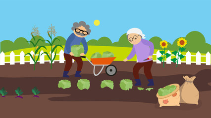 Grandfather and grandmother collect cabbage in carts and bags in the garden