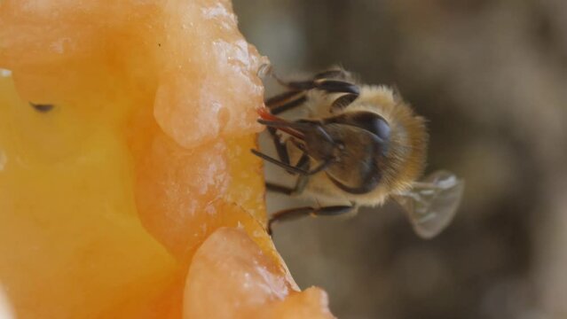 Vertical video. A honeybee sits on the surface of a ripe pear and drinks nectar from the pulp of the fruit. Details proboscis bees, insect mouth, tongue. Macro shot.